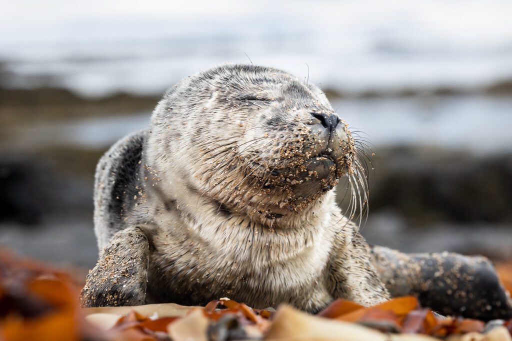 Harbour seal pup curled up on seaweed with sand dusting its whiskered face and closed eyes.