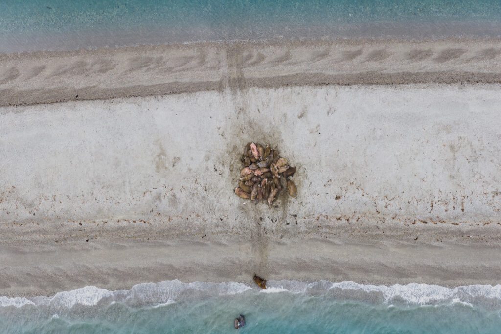 Top-down aerial of a tight cluster of walruses hauled out on a Svalbard sand spit.