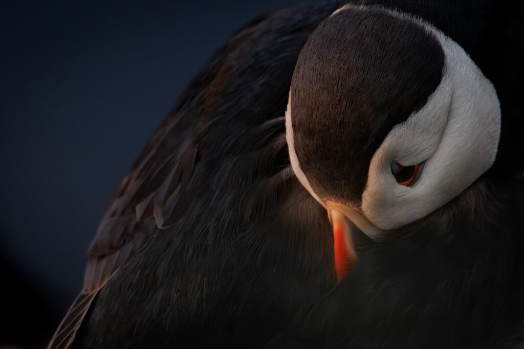 Atlantic puffin curled up resting in warm light on Grímsey in Iceland.