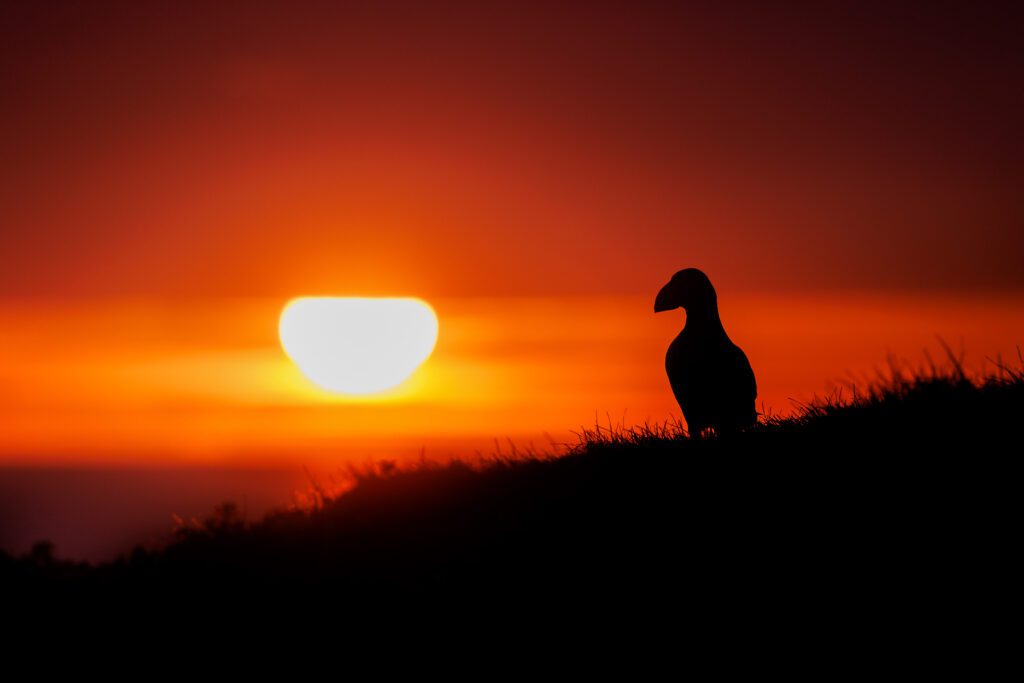 Atlantic puffin on a grassy ridge silhouetted against a glowing setting sun.