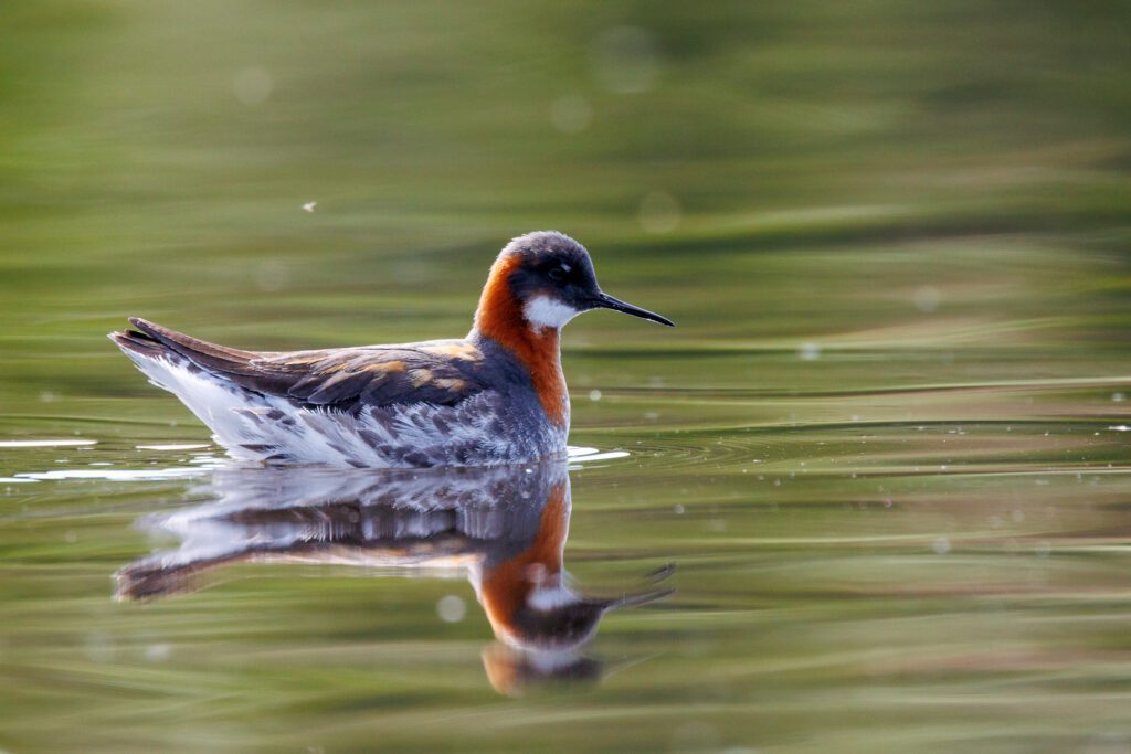 Red-necked phalarope swimming on a still pond in breeding plumage, reflected in green water.