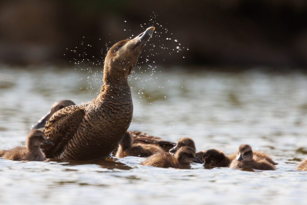 Female common eider shaking water off her head with a brood of ducklings clustered around her.