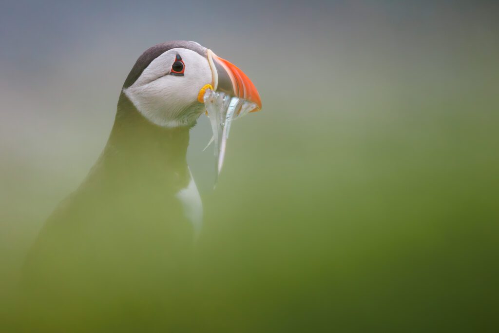 Atlantic puffin head emerging from green grass with a beak full of sand eels.