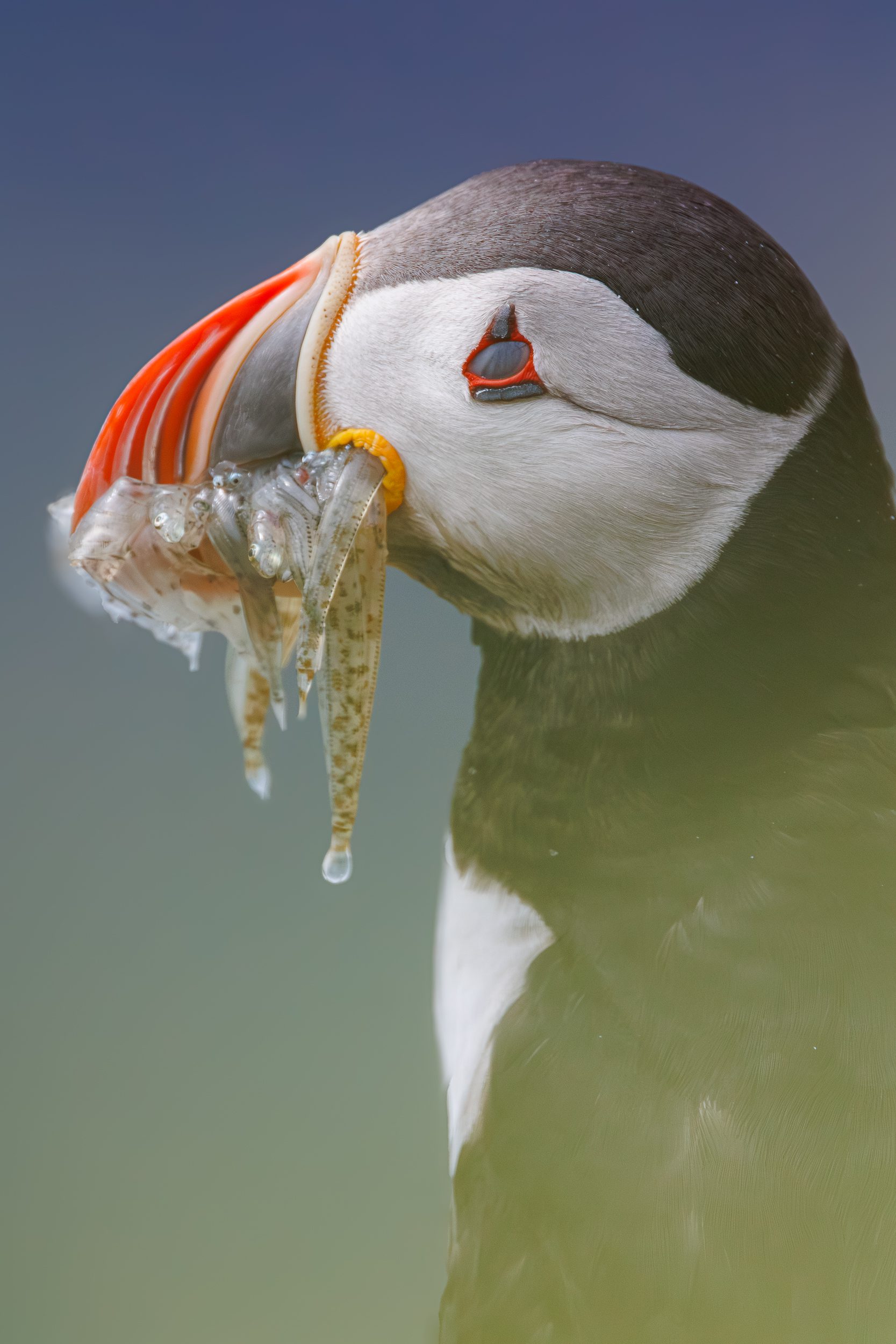 Membrane in front of bird's eye