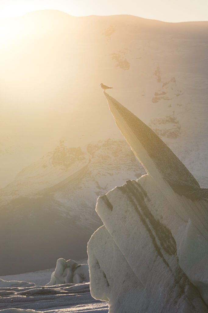 Gull perched on a sun-lit iceberg pinnacle at sunrise on Jökulsárlón lagoon.