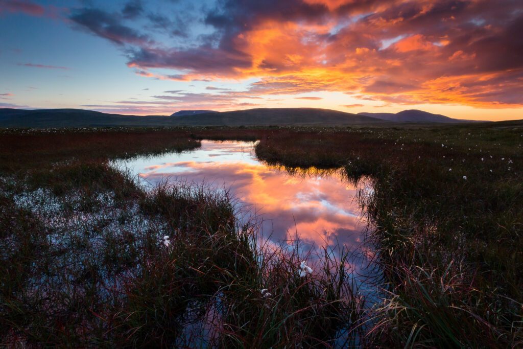Sunset clouds glowing above a wetland pond ringed by cottongrass and red autumn grasses.