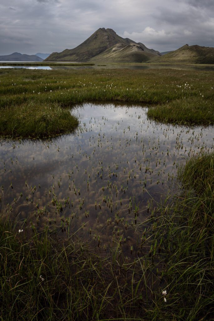 Fjallabak wetland pool reflecting cottongrass with a low conical peak rising in the background.