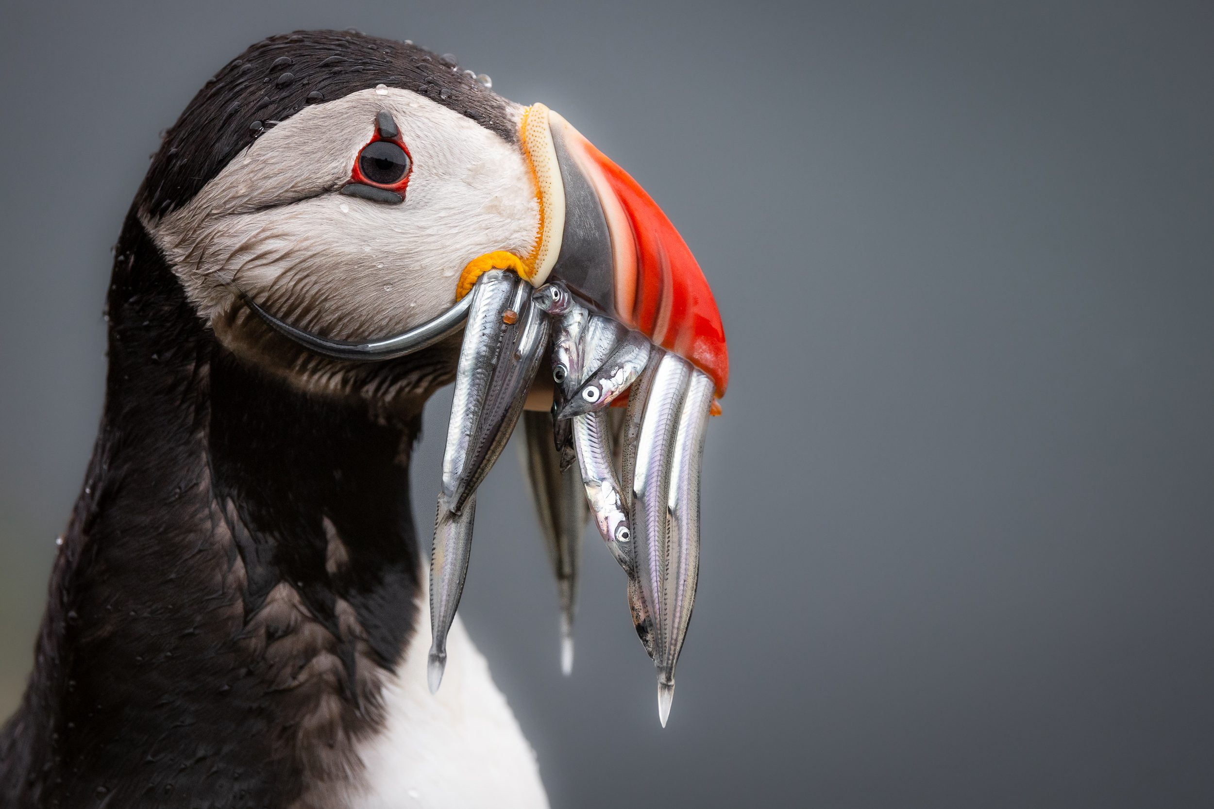Puffin holding several sand eels