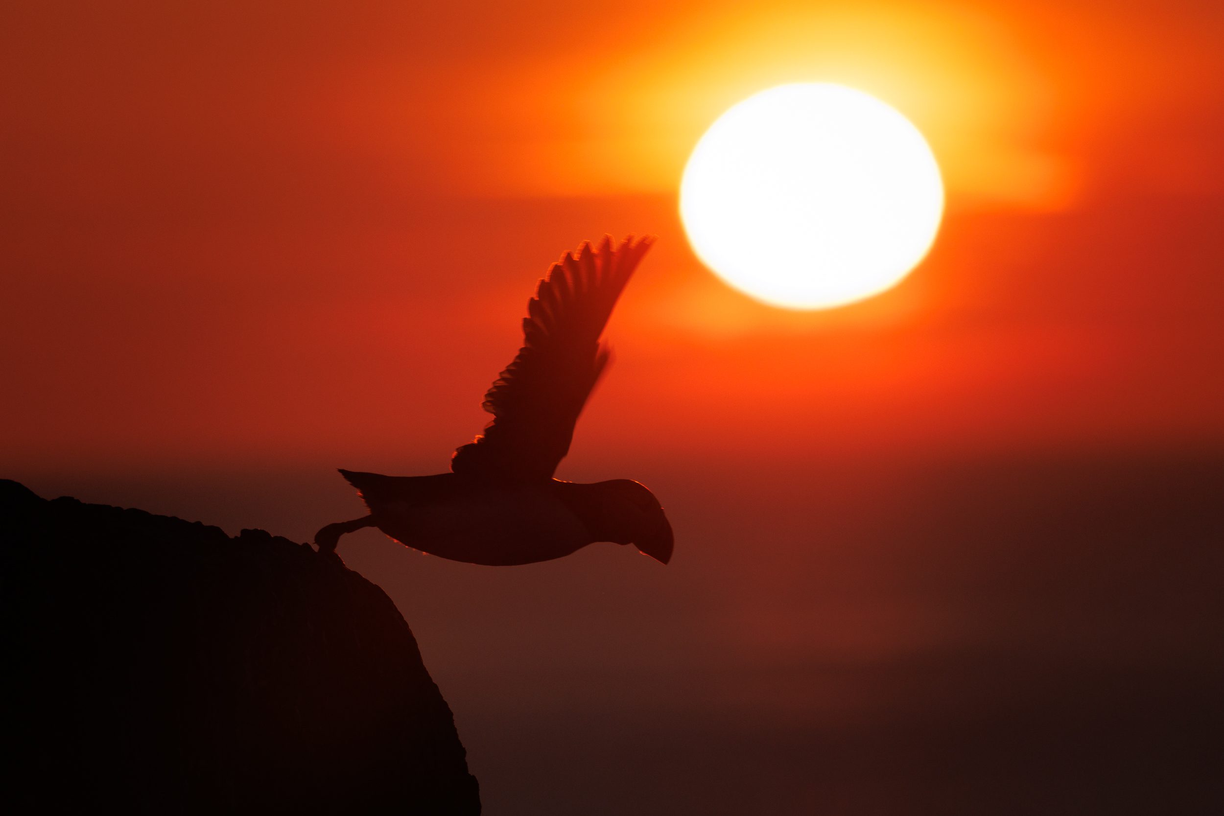 6 Tips To Improve Your Puffin (or Bird) Photographs