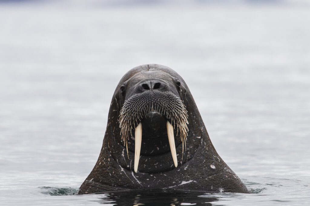 Walrus rising head-on out of calm water with tusks bared, Svalbard.
