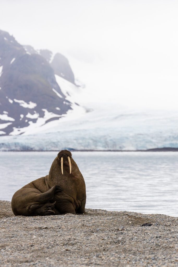 Walrus sitting upright on a Svalbard pebble beach with a glacier behind.