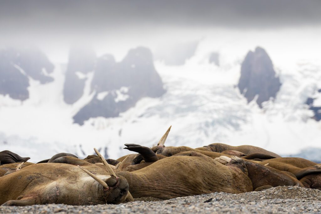 Pile of resting walruses with snow-covered Svalbard peaks behind.