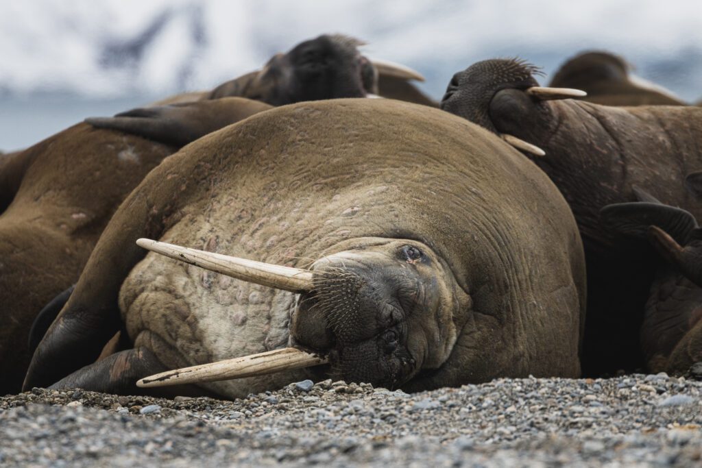 Resting walrus pile in close-up with long tusks splayed on the beach.