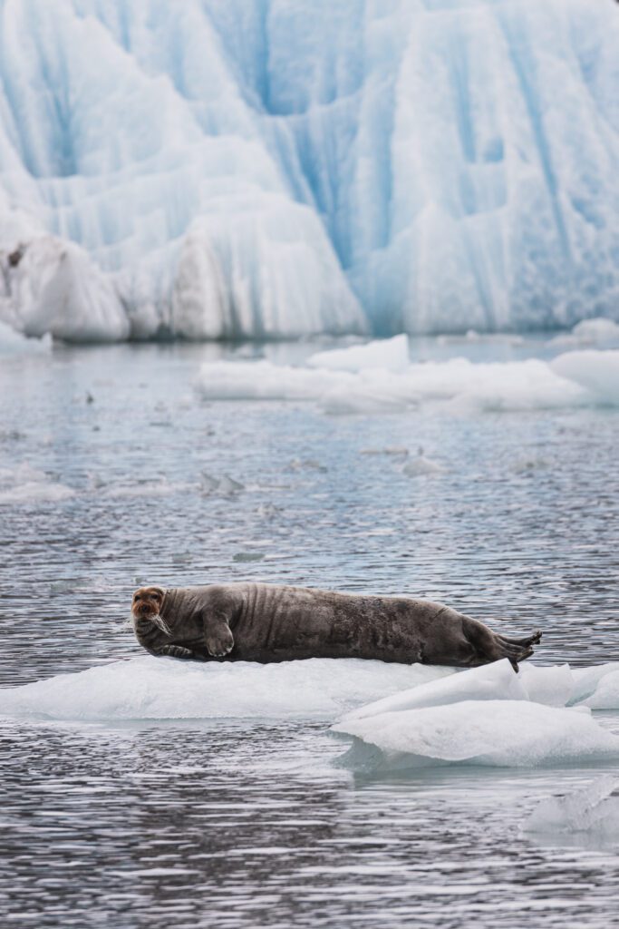Bearded seal resting on a small ice floe in front of a blue iceberg, Svalbard.