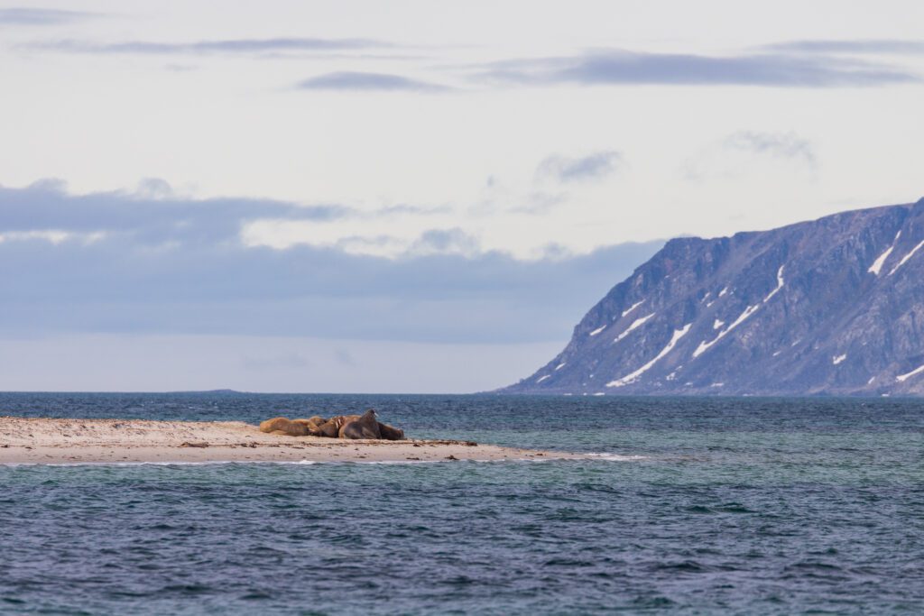 Walruses resting on a thin sand spit with distant Svalbard headland behind.