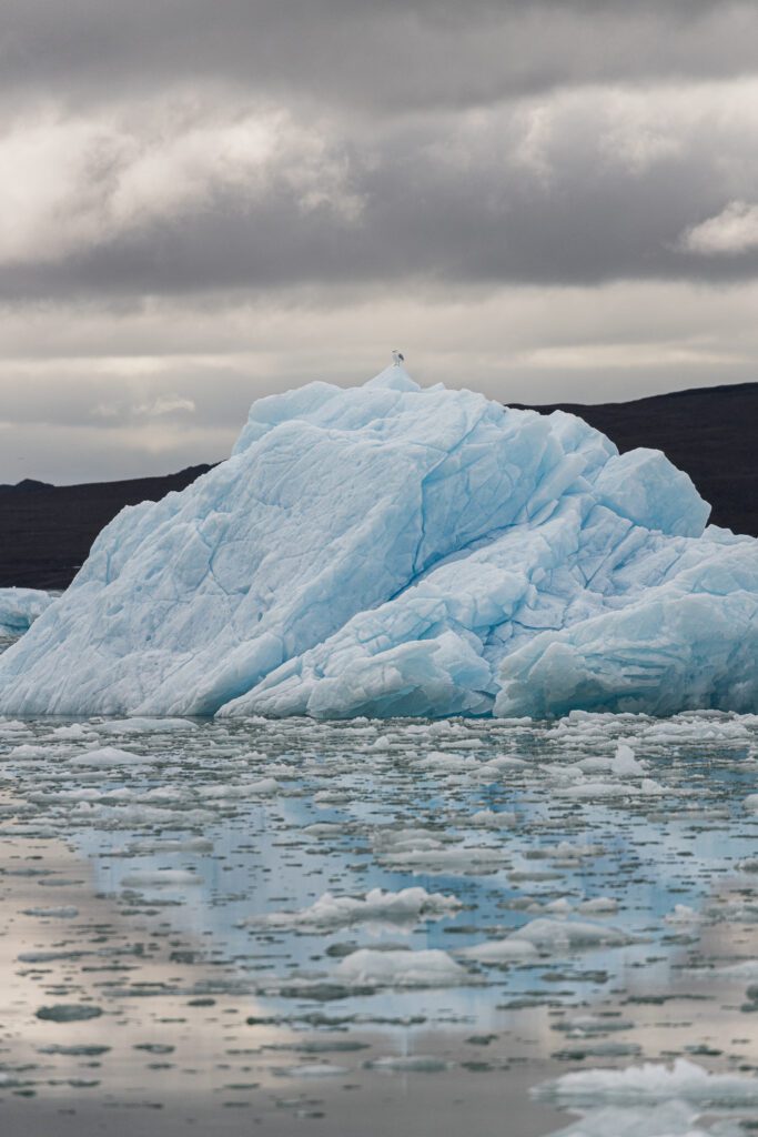 Seabird perched on a large blue iceberg surrounded by brash ice, Svalbard.
