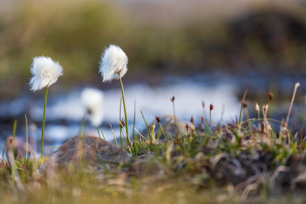Arctic cottongrass tufts on Svalbard tundra in soft light.