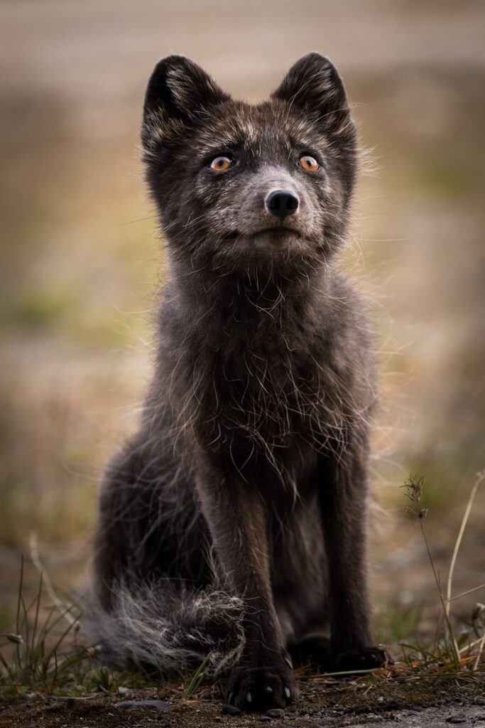 Arctic fox in dark summer coat sitting on Svalbard tundra.