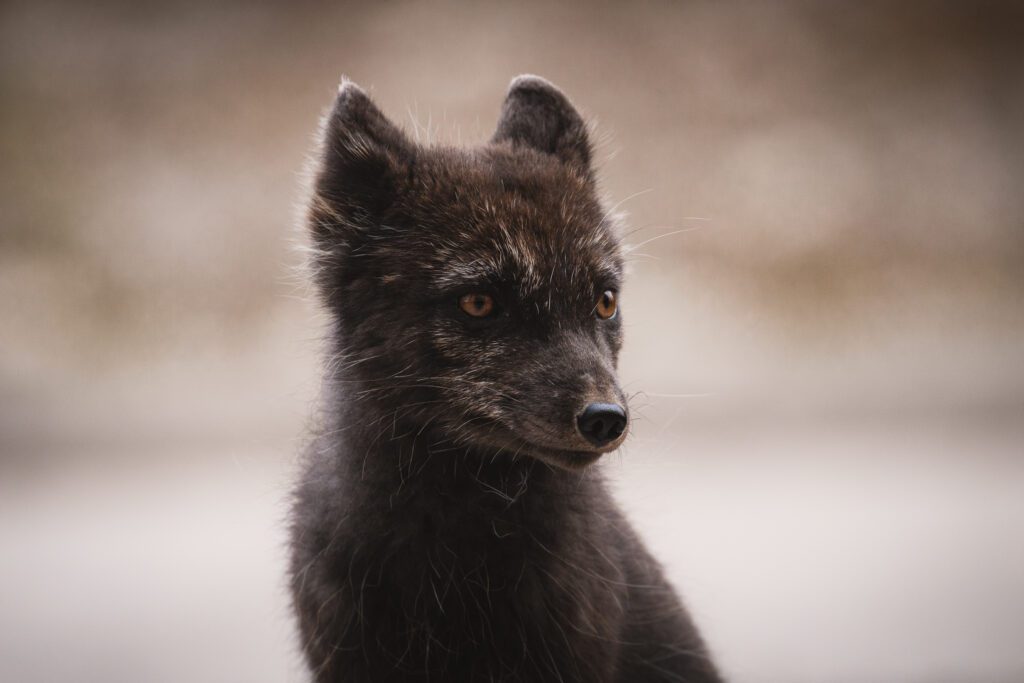 Head portrait of a blue morph Arctic fox in Svalbard.