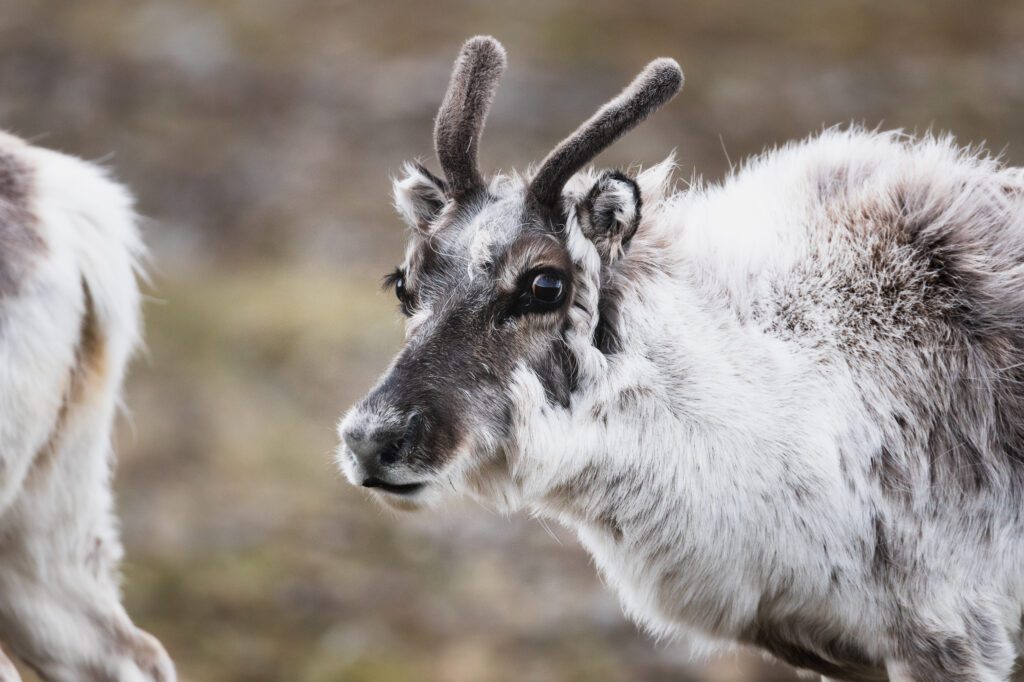 Close-up of a Svalbard reindeer with velvet-covered antlers.
