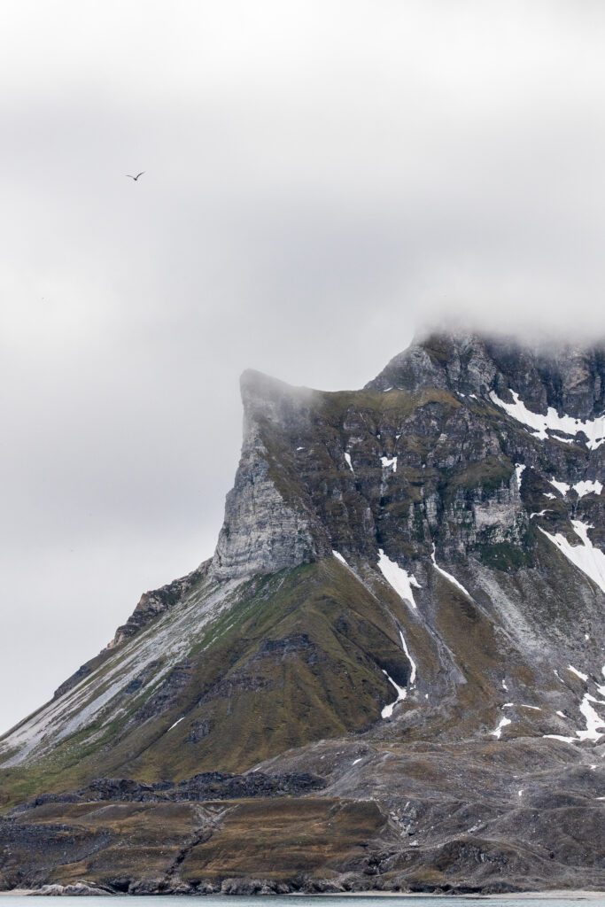 Bird cliff headland with snow patches and a passing seabird, Svalbard.
