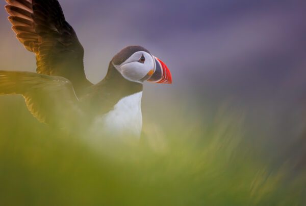 Why This Is The Best Location To Photograph Puffins in Iceland