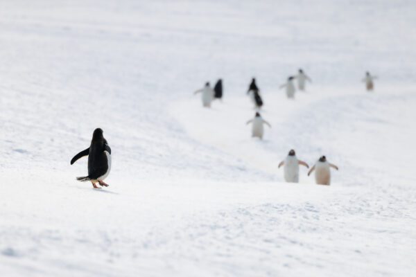 A flock of gentoo penguins walking along a penguin highway.