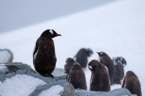 Antarctica: Photography At The Edge Of The World (Part 2)