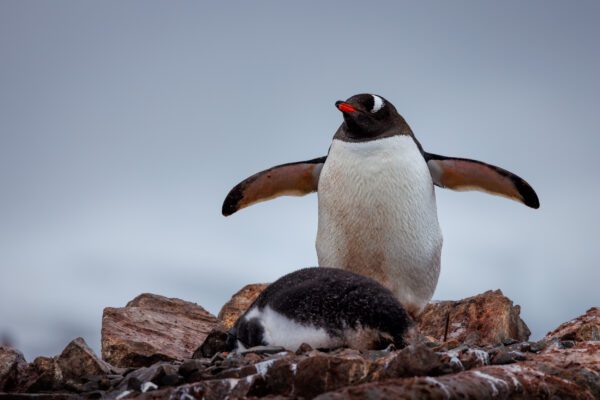 Antarctica: Photography At The Edge Of The World (Part 2)