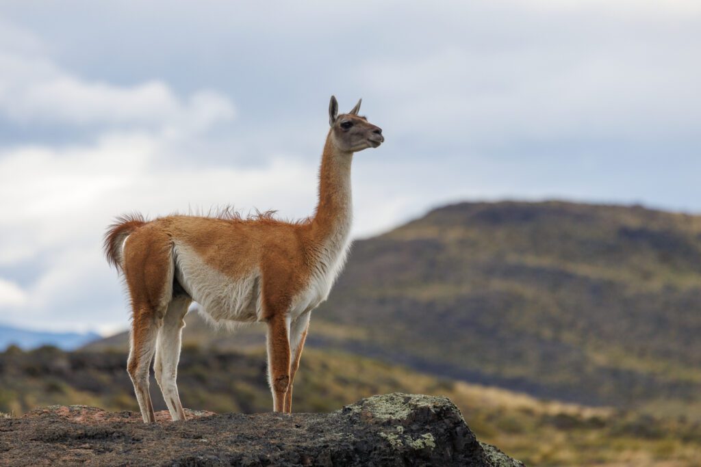 Guanaco standing on a rocky ridge with the hills of Patagonia behind.