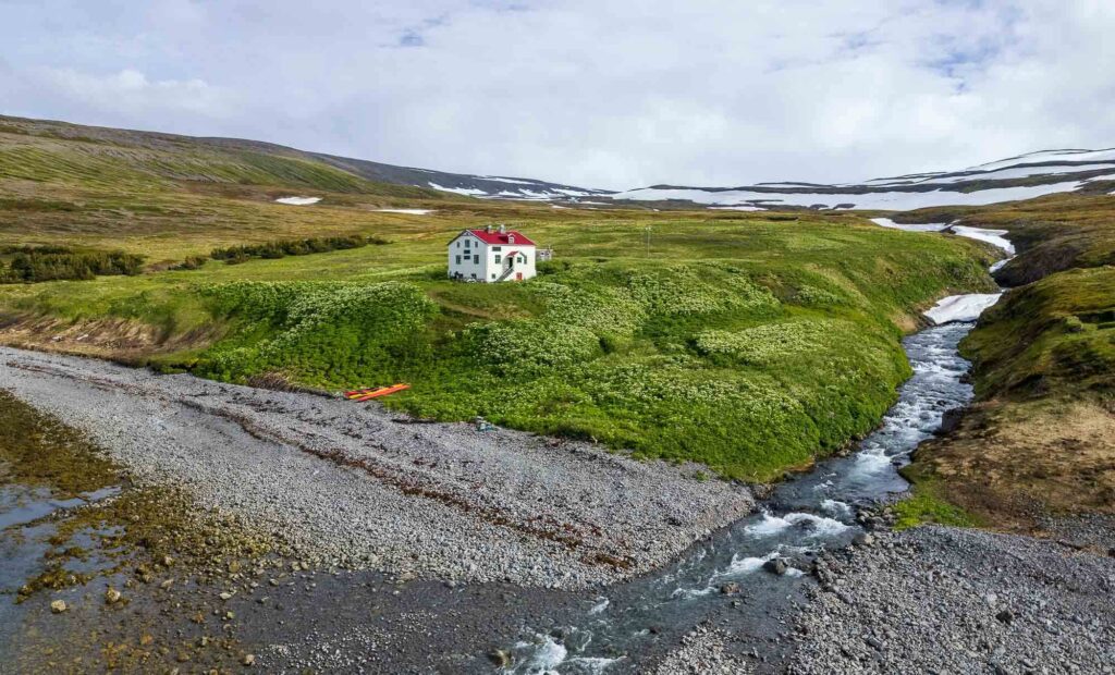 Arctic Foxes in Hornstrandir 2025