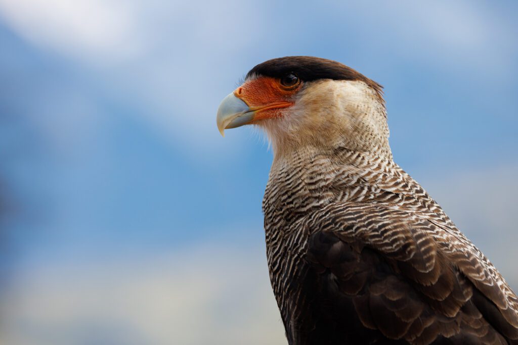 Southern crested caracara portrait against a bright blue Patagonian sky.