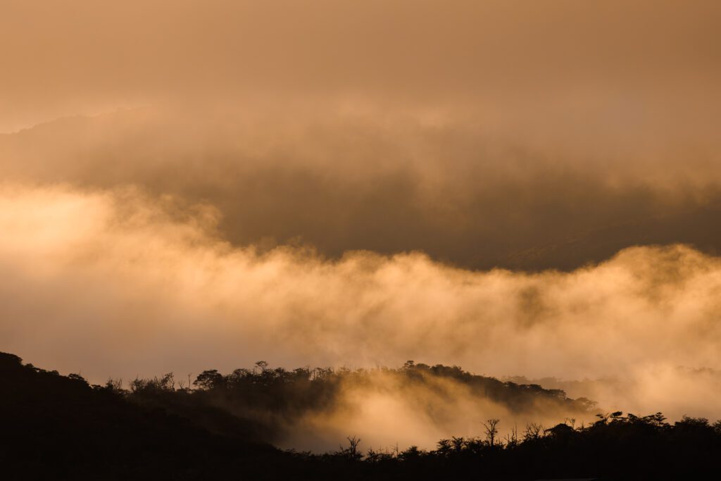Golden mist drifting through wooded Patagonian hills at sunrise.