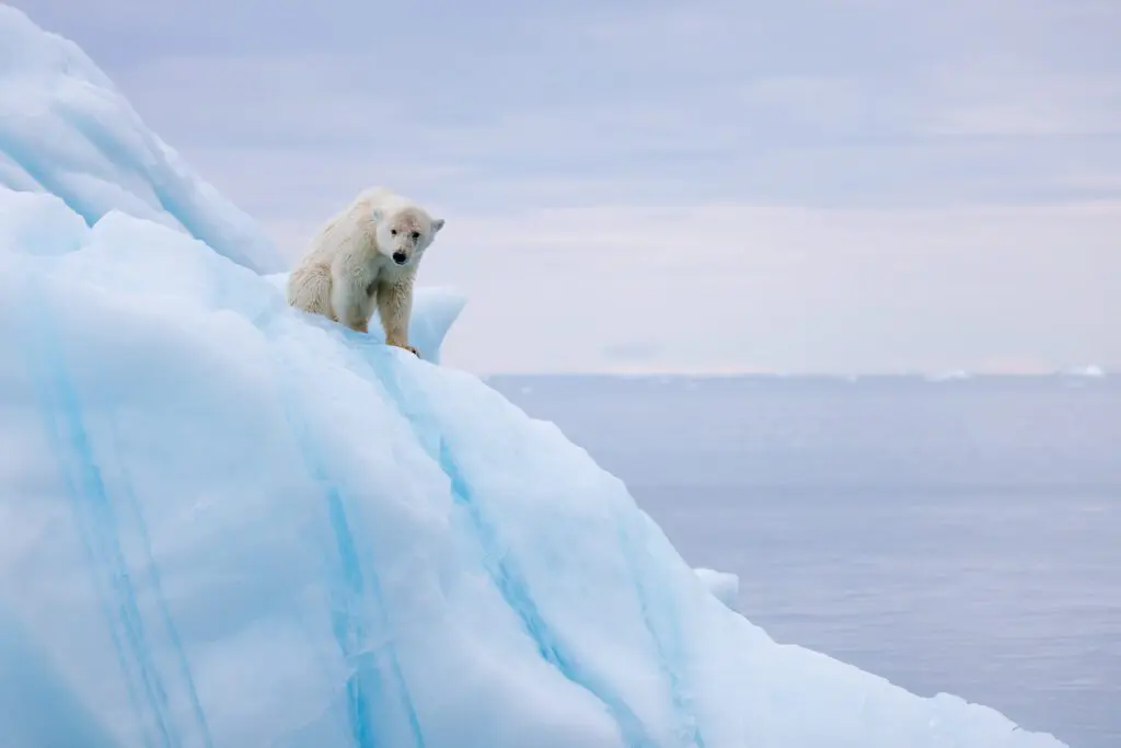 A polar bear sniffing on top of an iceberg in East Greenland