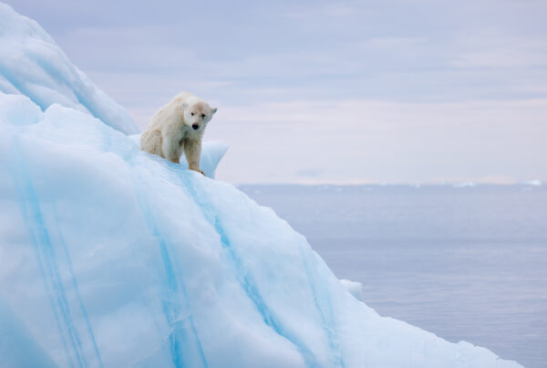 A polar bear sniffing on top of an iceberg in East Greenland