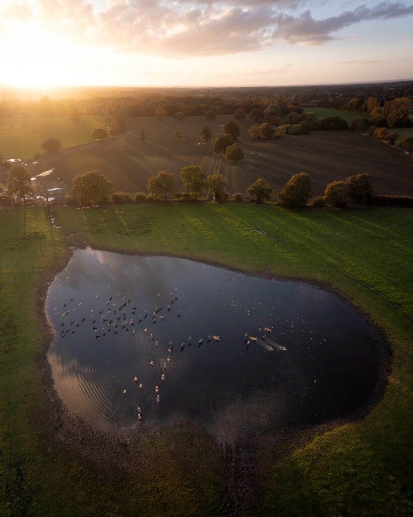 Aerial view of a flock of geese on a pond at sunset in the Peak District.
