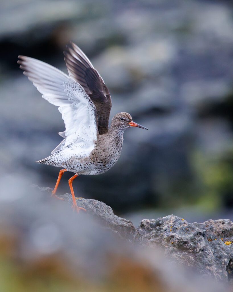 Common redshank stretching its wings on a lichen-spotted rock, orange legs braced.