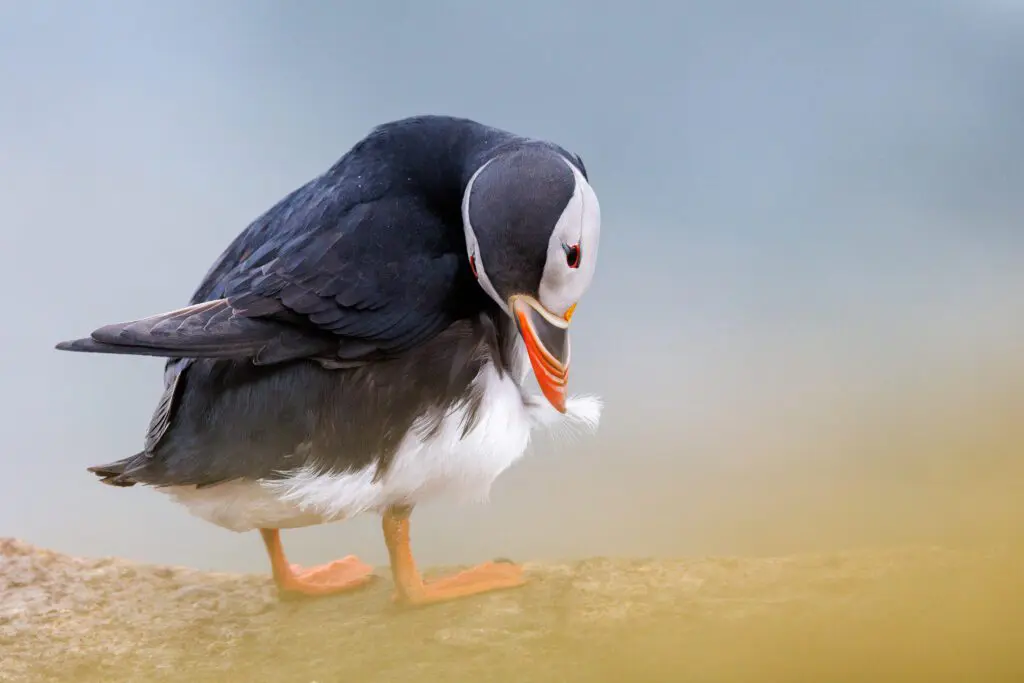 Atlantic puffin preening, head tucked down to its breast, on an Icelandic clifftop.