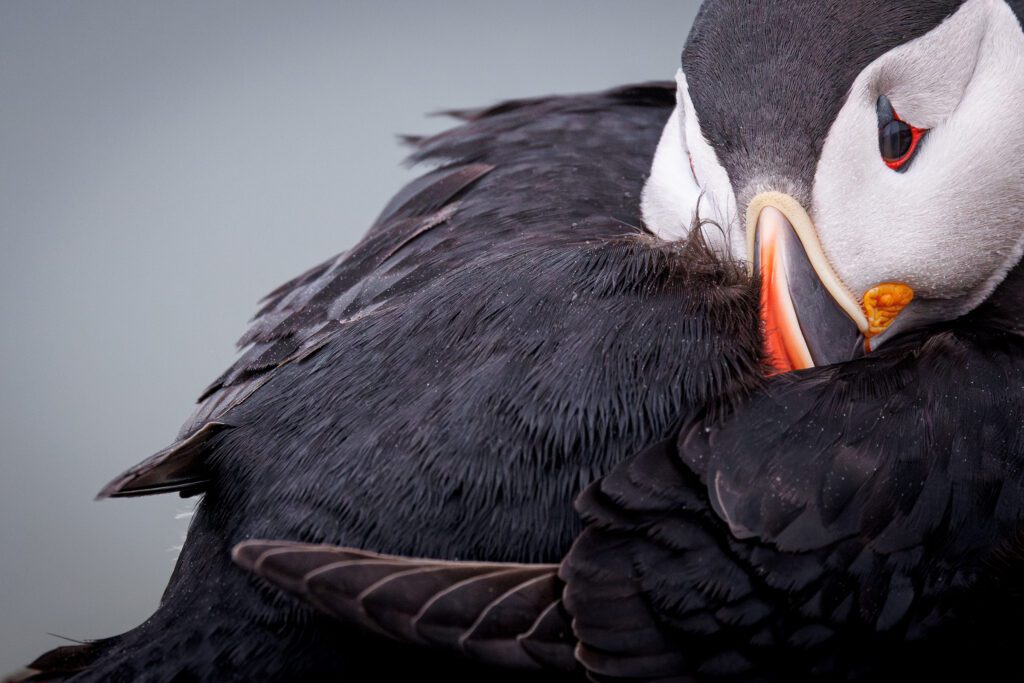Resting Atlantic puffin with beak tucked into its back feathers, red eye drowsing.