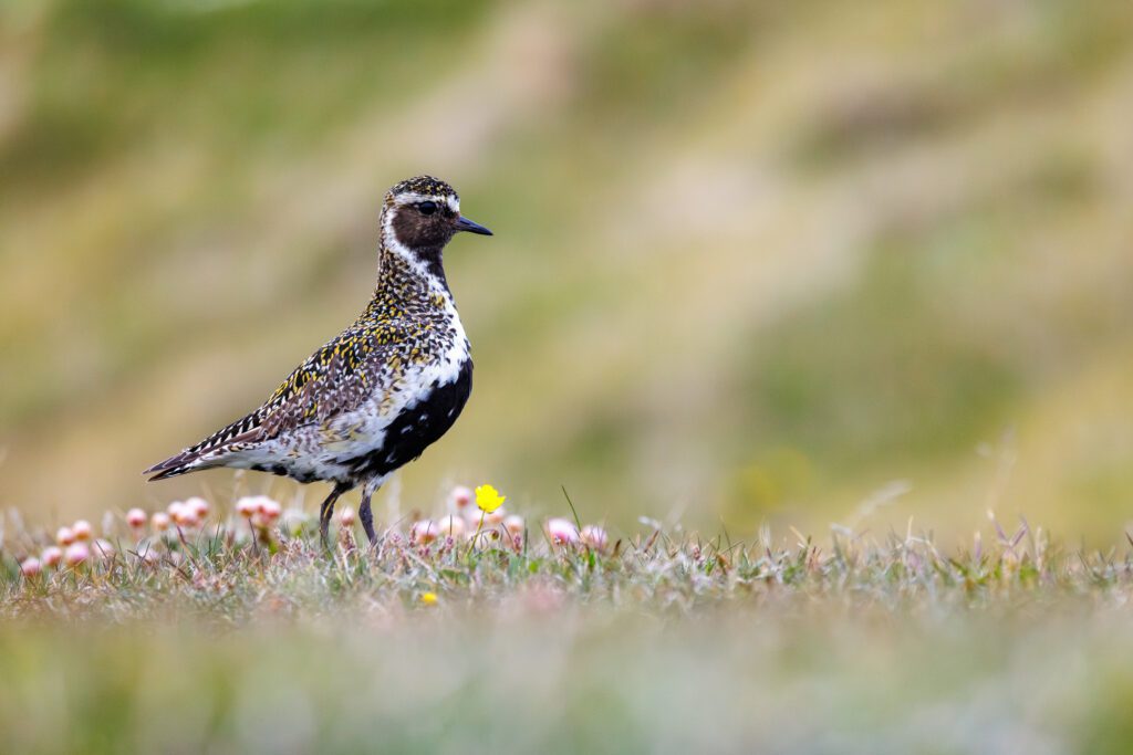 European golden plover standing in summer grass dotted with small pink and yellow flowers.