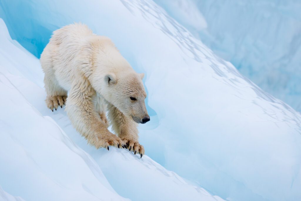 Polar bear descending a blue ice slope with claws gripping the snow, head lowered.