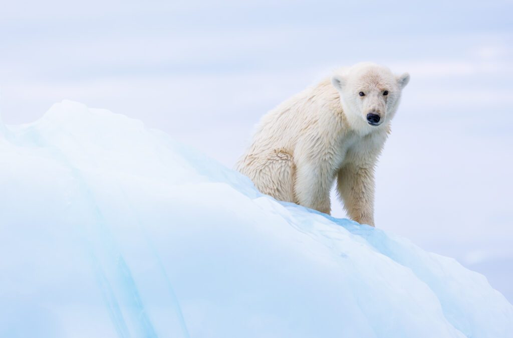 Young polar bear sitting on a blue ice ridge in East Greenland, looking back over its shoulder.