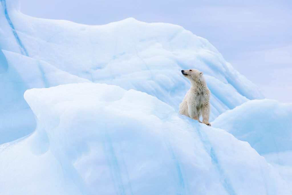 Young polar bear raising a paw on a sculpted blue iceberg in Scoresbysund, East Greenland.