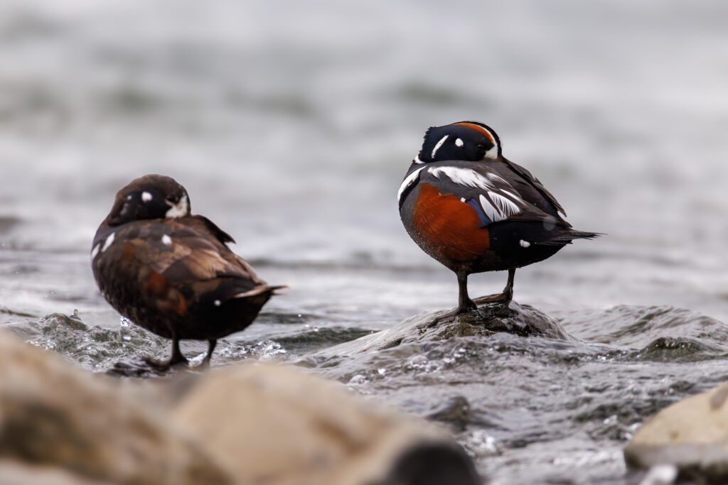 Pair of harlequin ducks on a rocky stream, the rust-and-blue male perched beside a brown female.
