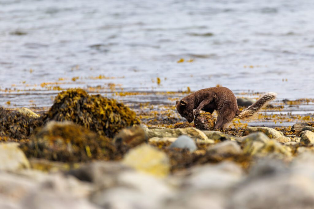 Arctic Foxes in Hornstrandir 2026 Arctic Foxes in Hornstrandir 2026