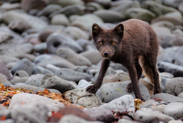 Dark blue morph Arctic fox standing on rounded beach cobbles in Hornstrandir, looking straight at the camera.