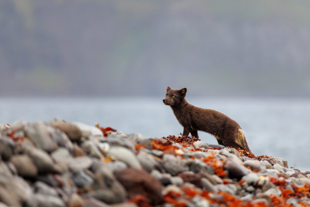 Arctic Foxes in Hornstrandir 2026 Arctic Foxes in Hornstrandir 2026