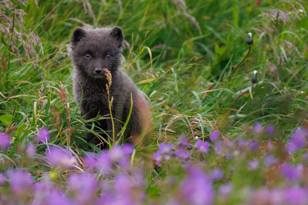 Arctic Foxes in Hornstrandir 2026 Arctic Foxes in Hornstrandir 2026