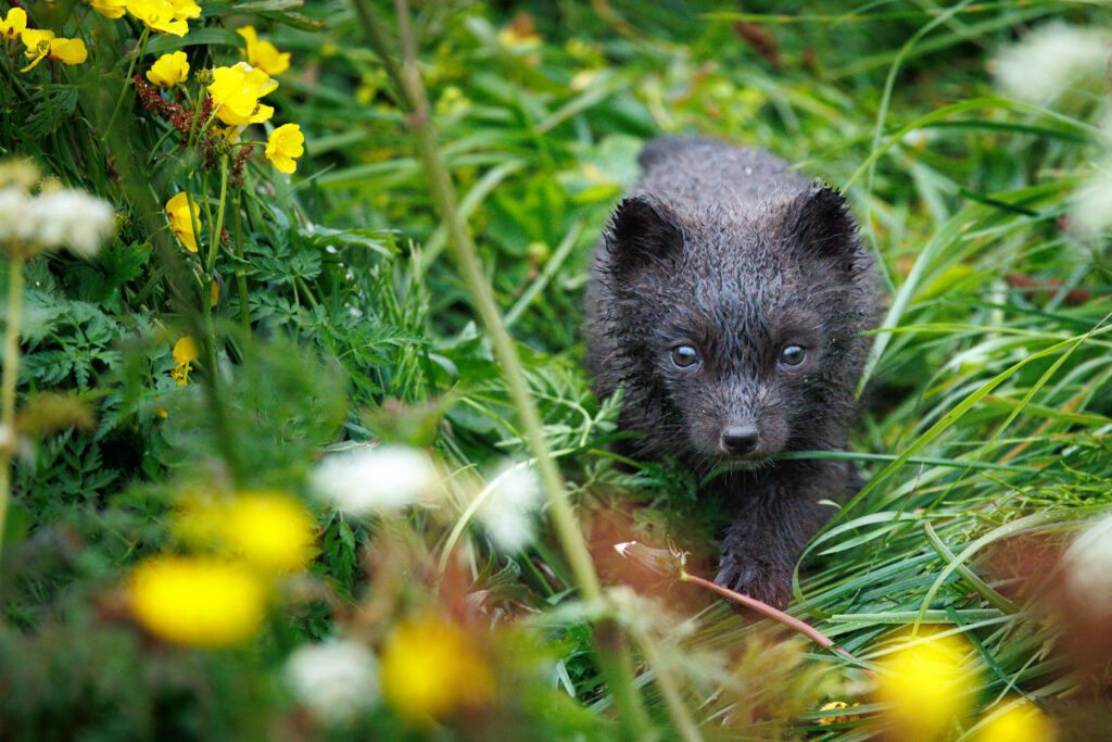 Arctic Foxes in Hornstrandir 2026 Arctic Foxes in Hornstrandir 2026