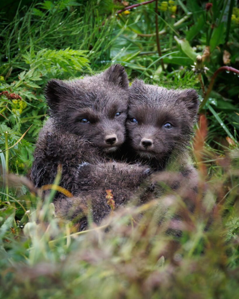 Arctic Foxes in Hornstrandir 2026 Arctic Foxes in Hornstrandir 2026